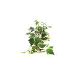 Mimoza Alacalı Orman Kaya Sarmaşığı (Hedera Helix) Fidanı 10-20 cm