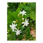 Mimoza Arap Yasemini Fidanı 10-20 cm