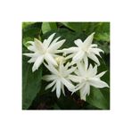 Mimoza Arap Yasemini Fidanı (Jasminum Sambac) 10-20 cm