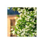 Mimoza Arap Yasemini Sarmaşığı Fidanı Rhyncospermum Jasminoides 20-30 Cm