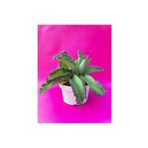 Mimoza Aşkın Gözyaşı Çiçeği Fidanı (Kalanchoe Daigremontiana) 10-20 cm