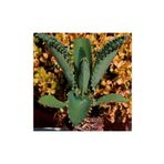 Mimoza Aşkın Gözyaşı Çiçeği Mini (Kalanchoe Daigremontiana)