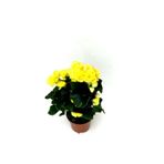 Mimoza Begonya Çiçeği Fidanı Sarı 10-20 cm