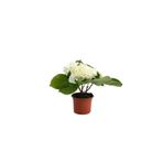 Mimoza Beyaz Ortanca Çiçeği Fidanı 10-20 Cm