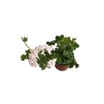 Mimoza Beyaz Sardunya Çiçeği Fidanı 10-15 cm
