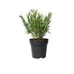Mimoza Biberiye Fidanı 3 Adet 20-30 Cm (ROSMARİNUS OFFİCİNALİS)