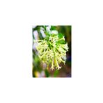 Mimoza Biorganix Cestrum Limon Melisa Çiçeği Fidanı