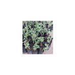 Mimoza Biorganix Life Tüplü Reçellik Kokulu Pembe Isparta Gülü Fidanı 15-25 cm