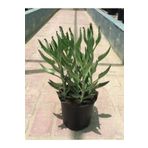 Mimoza Bitki Market Aşkın Gözyaşları Çiçeği 15-25 Cm Kalanchoe Daigremontiana Echeveria