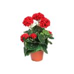 Mimoza Bitki Market Canlı Saksılı Sardunya Çiçek Fidanı Kırmızı 10-20 Cm