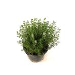 Mimoza Bitki Market Dağ Bahçe Kekiği Fidanı 10-20 Cm 1 Adet Thymus Vulgaris