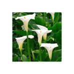 Mimoza Bitki Market Gala Çiçeği Fidesi Calla Lily White 10-20 cm