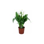 Mimoza Bitki Market Gala gelin Çiçeği (Calla Lily) Beyaz 10-20 cm