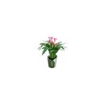 Mimoza Bitki Market Gala Gelin Çiçeği (Calla Lily) Pembe 10-20 cm