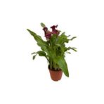 Mimoza Bitki Market Gala Gelin Çiçeği Kırmızı 15-25 cm