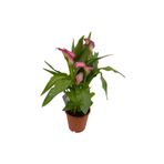 Mimoza Bitki Market Gala Gelin Çiçeği Pembe 15-25 cm