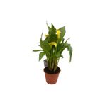 Mimoza Bitki Market Gelin Çiçeği Gala Çiçeği Sarı 15-25 cm