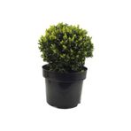 Mimoza Bitki Market Şimşir Fidesi Fidanı 5 Adet 20-30 Cm Buxus Sempervirens