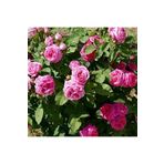 Mimoza Bitki Market Tüplü Kokulu Reçellik Pembe Isparta Gülü Fidanı 15-25 Cm