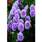 Mimoza Bitki Market Yediveren Koyu Pembe Gül Fidanı 1 Adet 30-50 Cm Yediveren Lilac Rose