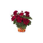Mimoza Bordo Sakız Sardunya Çiçeği Fidanı 10-20 Cm