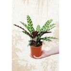 Mimoza Calathea Lancifolia 'rattlesnake' Ev Ofis Salon Iç Mekan Bitkisi
