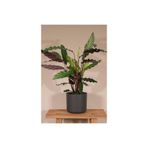 Mimoza Calathea Rufibarba Wavestar - Kalatya Dua Çiçeği 10-20 cm