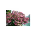 Mimoza Çalı Zakkum Fidanı 40-60 cm
