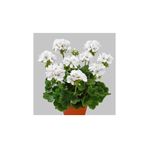Mimoza Canlı Saksılı Sardunya Çiçeği Fidanı-Beyaz 10-20 cm