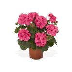 Mimoza Canlı Saksılı Sardunya Çiçeği Fidanı-Pembe 10-20 cm