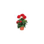 Mimoza Canlı Sardunya Çiçek Fidanı Kırmızı 10-20 cm
