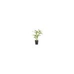 Mimoza Cestrum Nocturnum Kokulu Melisa Çiçeği (Kolonya Çiçeği) 15-25 cm