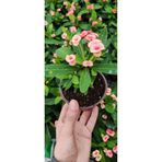 Mimoza Dikenler Tacı Çiçeği Fidanı 10-20 cm