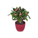Mimoza Dikenler Tacı Çiçeği Fidanı Pembe 10-20 cm