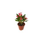 Mimoza Dikenler Tacı Japon Iğnesi Fidanı Kırmızı Euphorbia Milii 10-20 Cm