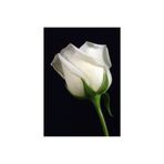 Mimoza Duman Beyazı Gül Fidanı Saksıda Yediveren Aşılı 10-20 cm