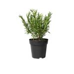 Mimoza Eğrelti Yeşili Biberiye Bitkisi Fidanı ( Rosmarinus Officinalis) Saksıda 15-25 cm