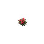 Mimoza Euphorbia Milli Dikenler Tacı Kaktüsü 10-20 Cm