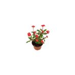 Mimoza Euphorbia Milli Dikenler Tacı Kırmızı 10-20 Cm