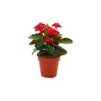 Mimoza Euphorbia Milli Dikenler Tacı Kırmızı Renk 10-20 Cm