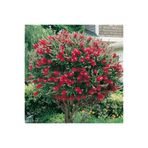 Mimoza Fırça Çalısı Fidanı Callistemon Laevis 40-80 cm