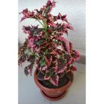 Mimoza Fırfırlı Yaprak Güzeli Fidanı Karışık Renk 10-20 cm