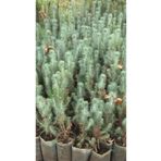 Mimoza Fıstık Çamı Fidanı 5 Adet Pinus Pinea 15-20 cm