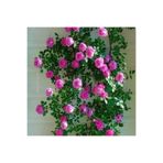 Mimoza Gül Fidanı Pembe Yediveren Sarmaşık 10-20 cm