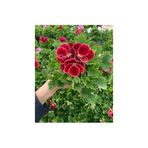 Mimoza Hatice Sultan Koyu Kırmızı Ceylan Gözü Sardunya Fidanı 10-20 cm
