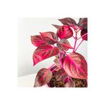 Mimoza Iresine Herbstii - Çingene Şalvarı Çiçeği Fidanı 10-20 cm