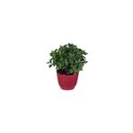 Mimoza Isparta Gülü Beyaz Renk Kasımpatı Çiçeği Fidanı 15-25 cm Saksılı Çiçekli Bodur White Chrysanthemum