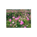 Mimoza Isparta Gülü Fidanı 15-25 Cm