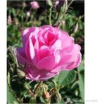 Mimoza Isparta Gülü Fidanı Poşetli Tüp 5 Adet 15-25 cm - Renk