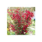 Mimoza Japon Ayvası Bahar Dalı Fidanı 20-30 Cm Chaenomeles Japonica